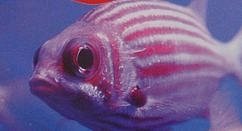 mókushal Vörös-tenger