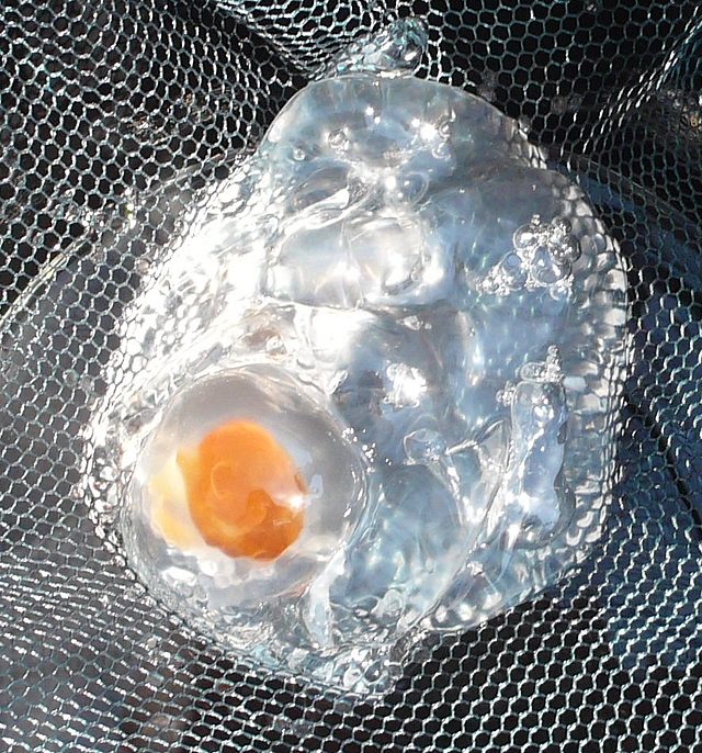 tukortojas meduza