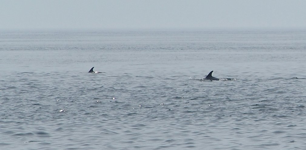 delfinek vadásznak