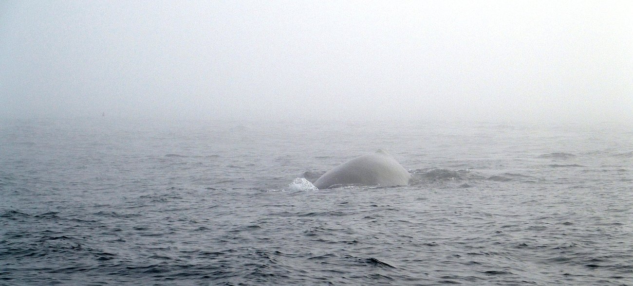 bálnahát ködben