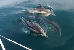 delfinek az Atlanti-oceanban