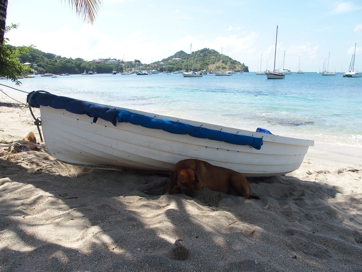 boat dog walker bay dingi Grenada