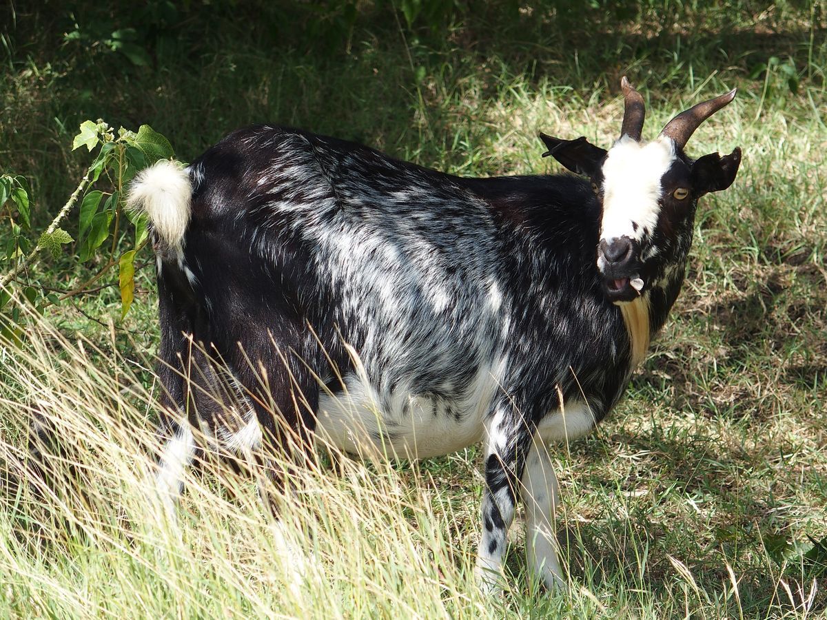 goat fekete-fehér kecske Grenada