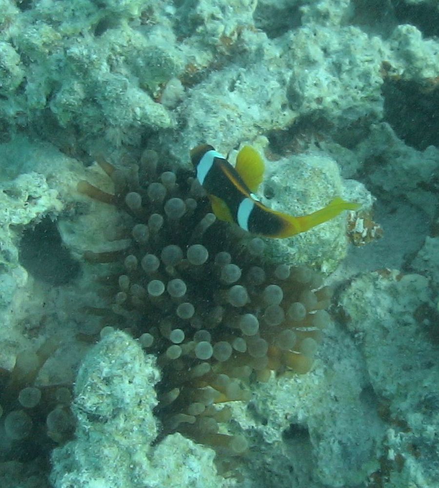 bohóchal Vörös-tenger