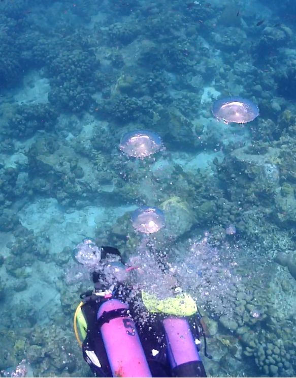 búvárkodás Karib-tenger buborékok